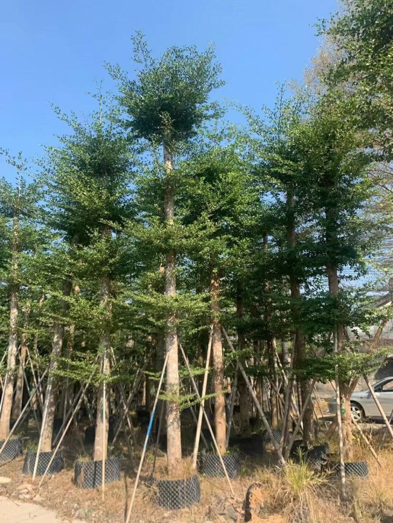 大量低价出售小叶榄仁树12-15分，货靓价低各种规格齐全