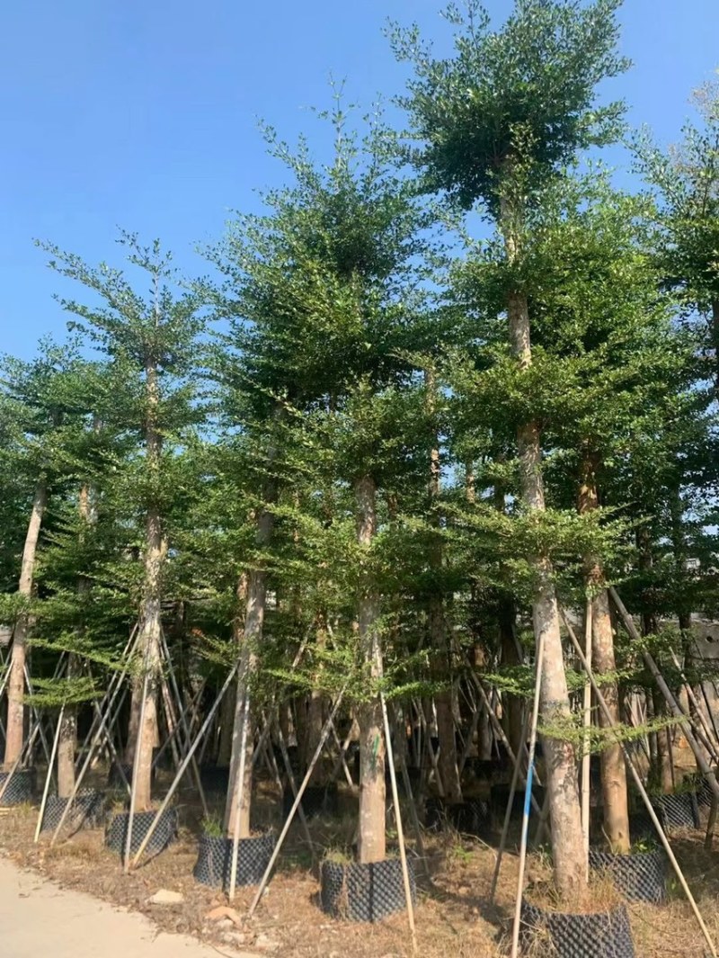 大量低价出售小叶榄仁树12-15分，货靓价低各种规格齐全