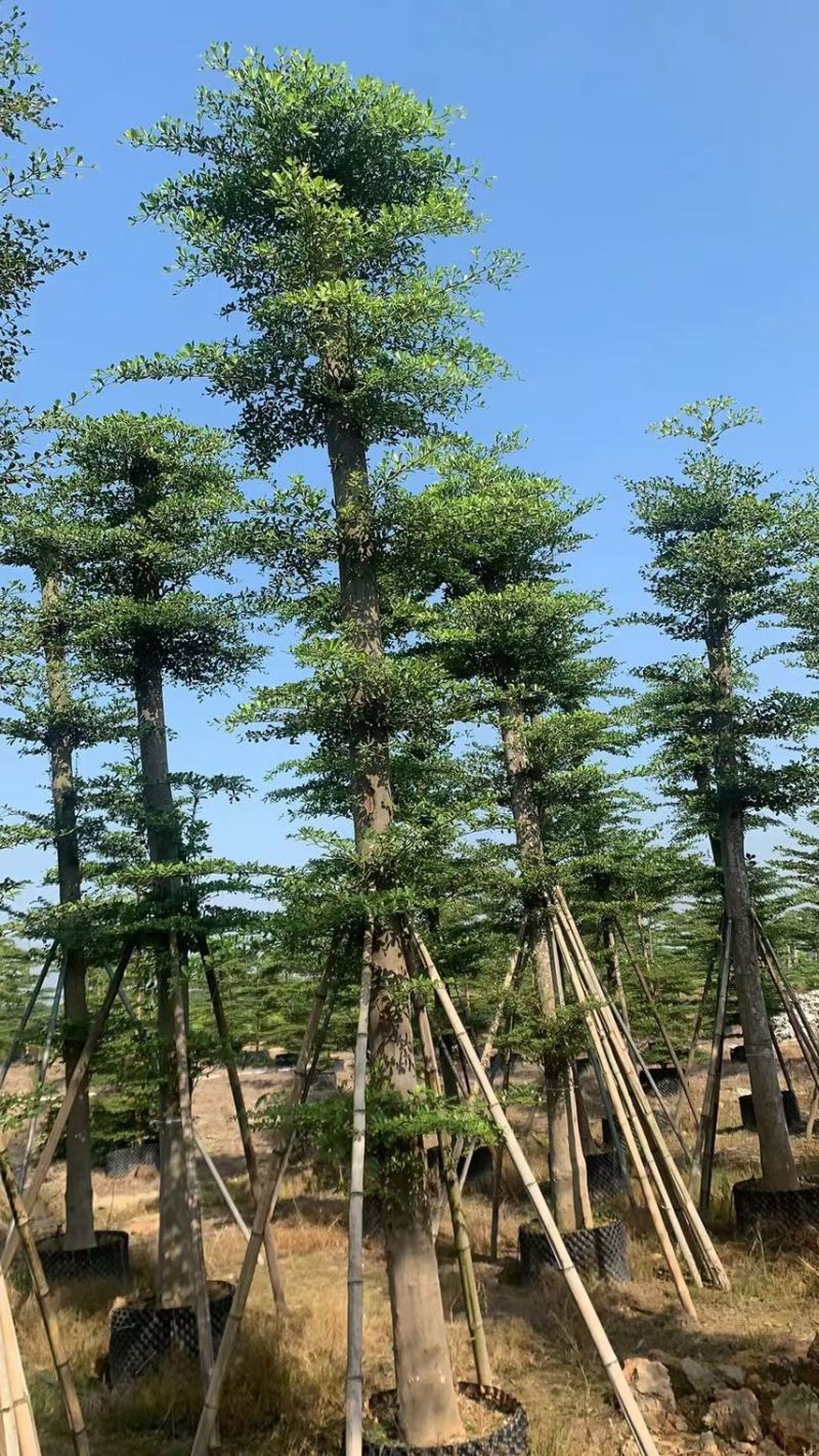 大量低价出售小叶榄仁树12-15分，货靓价低各种规格齐全