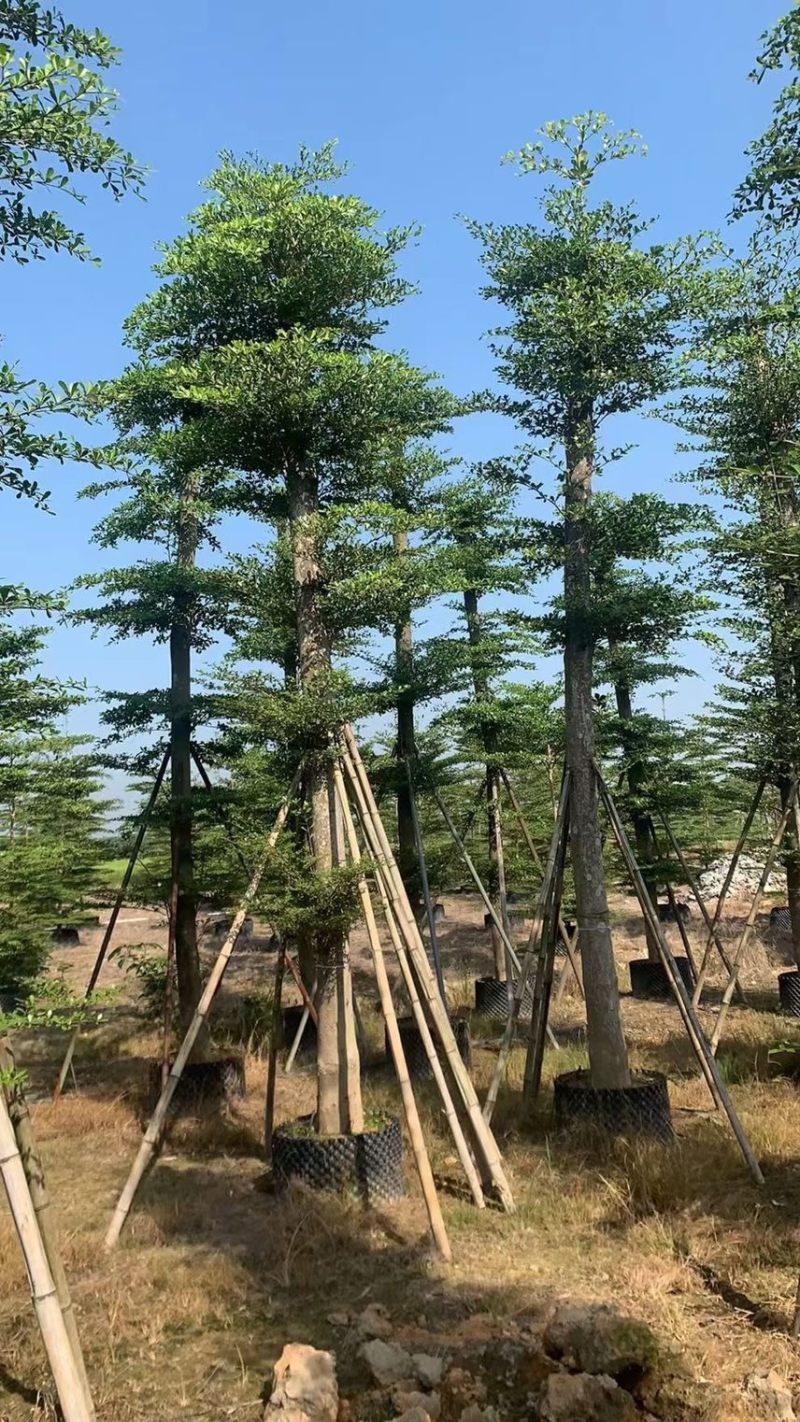大量低价出售小叶榄仁树12-15分，货靓价低各种规格齐全