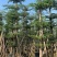 大量低价出售小叶榄仁树12-15分，货靓价低各种规格齐全