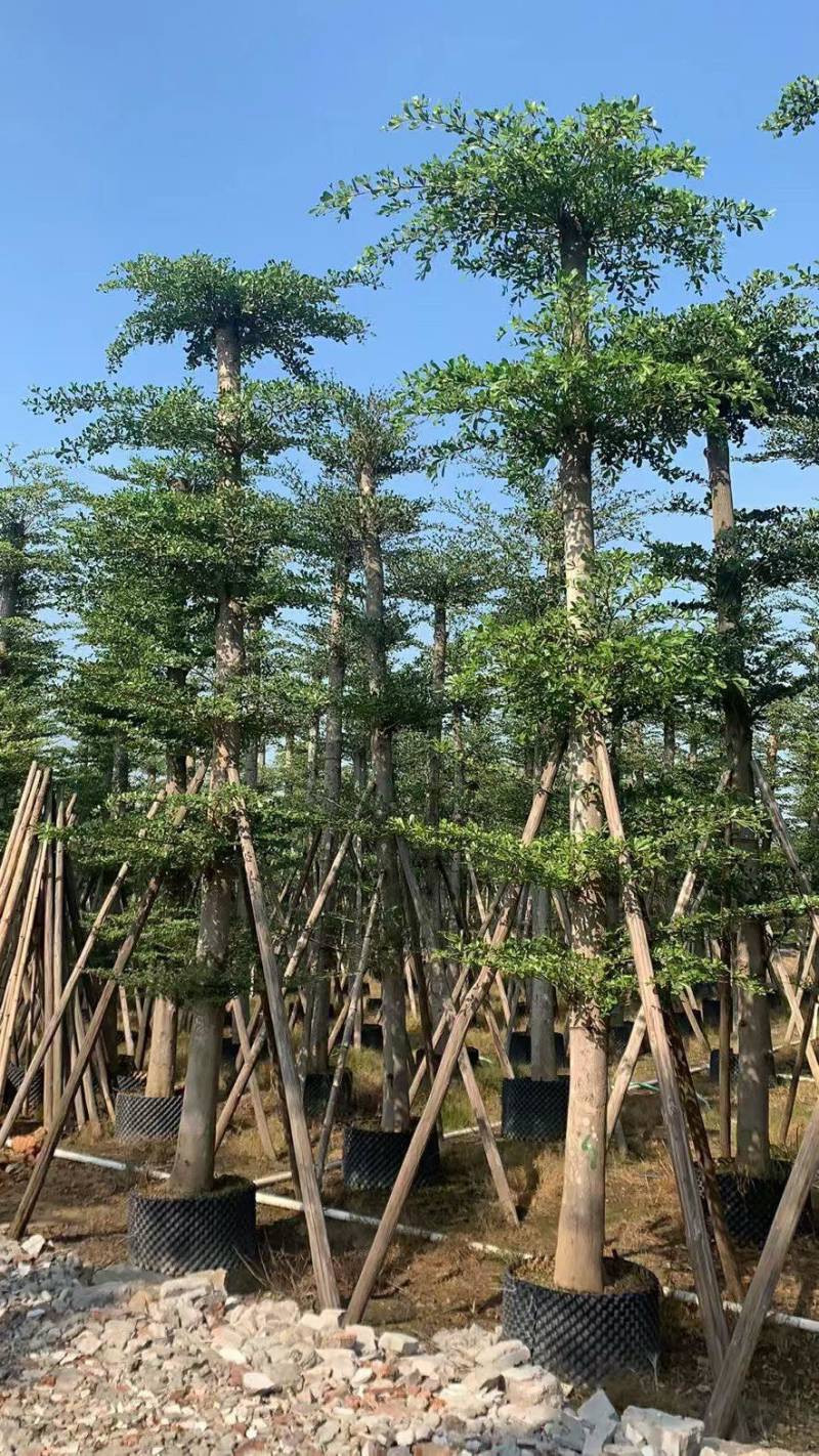 大量低价出售小叶榄仁树12-15分，货靓价低各种规格齐全