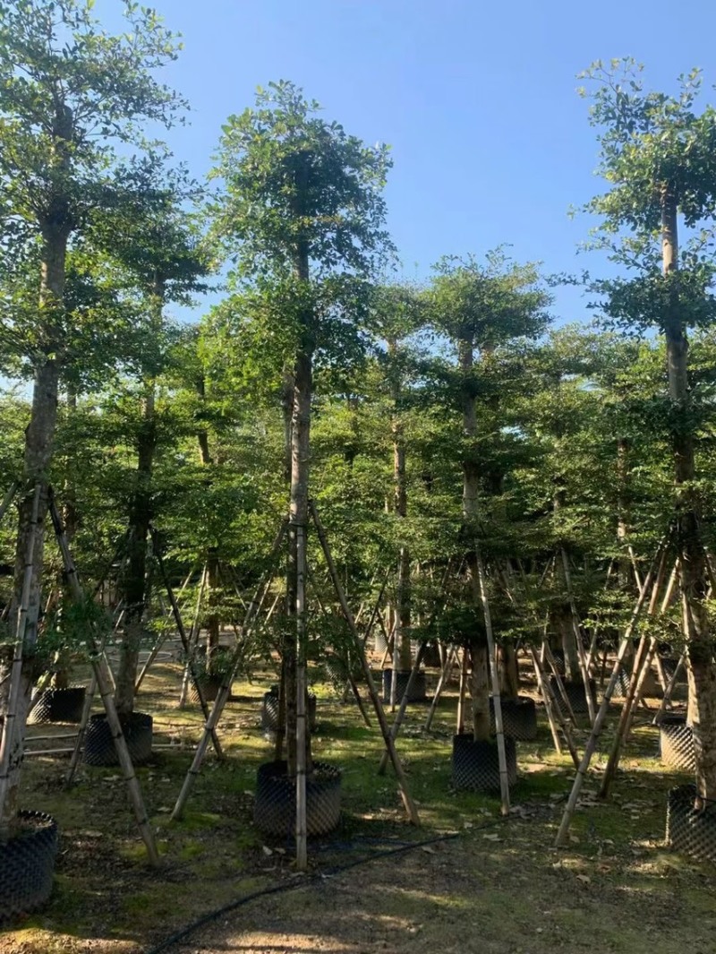 大量低价出售小叶榄仁树12-15分，货靓价低各种规格齐全