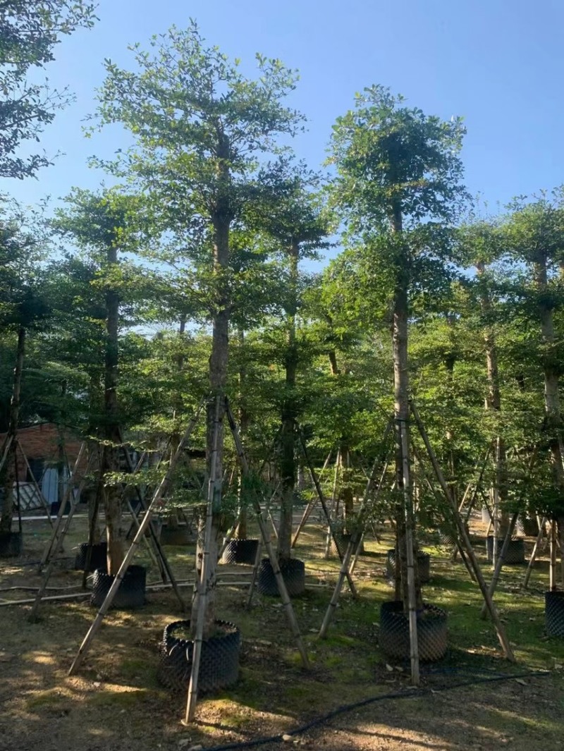 大量低价出售小叶榄仁树12-15分，货靓价低各种规格齐全