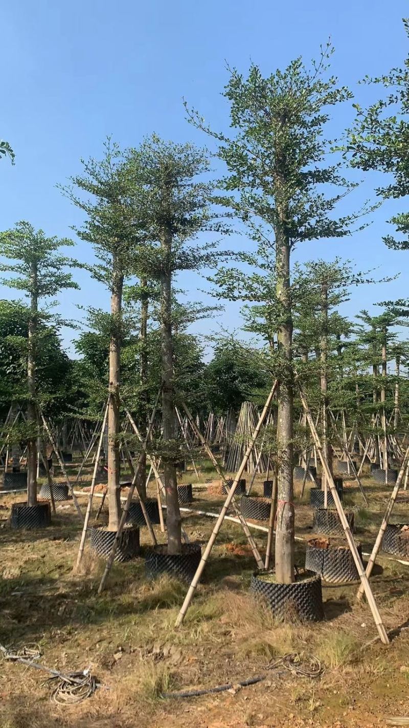 大量低价出售小叶榄仁树12-15分，货靓价低各种规格齐全