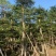 大量低价出售小叶榄仁树12-15分，货靓价低各种规格齐全
