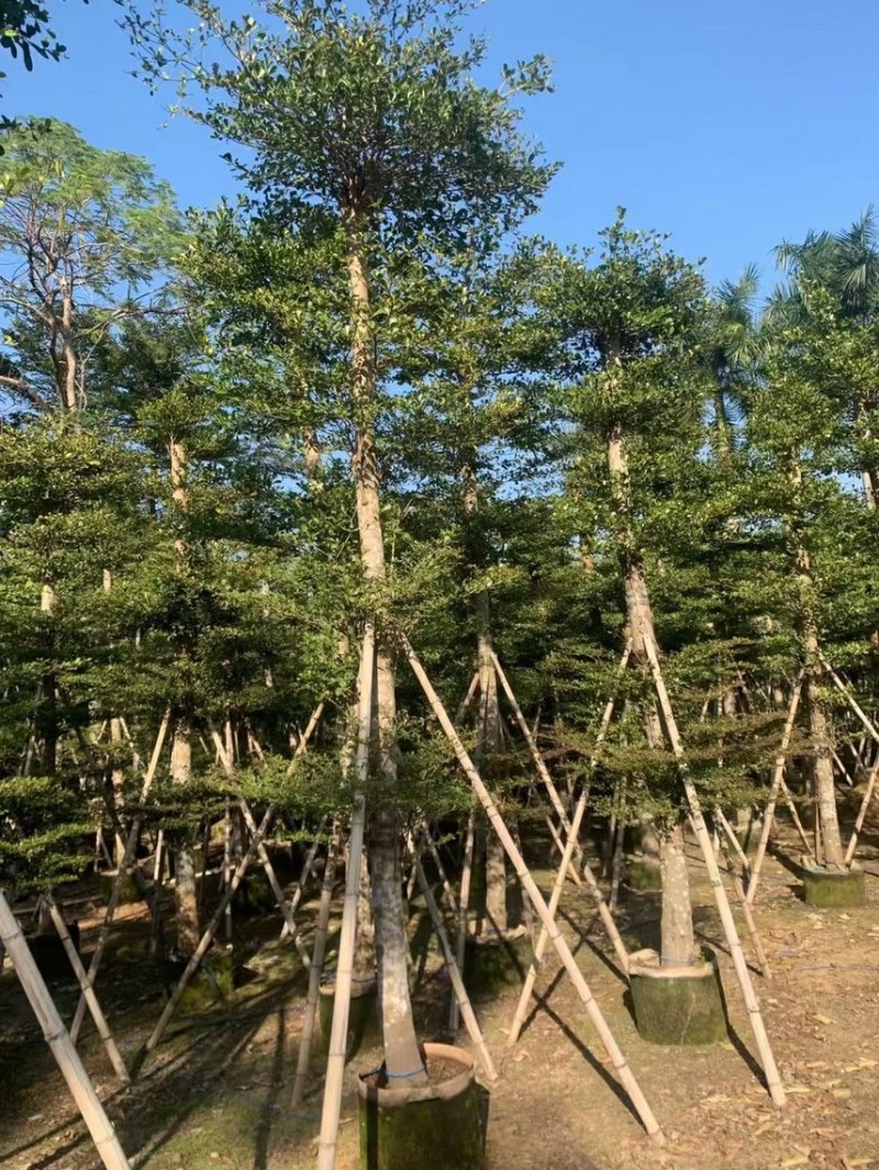 大量低价出售小叶榄仁树12-15分，货靓价低各种规格齐全