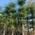 大量低价出售小叶榄仁树12-15分，货靓价低各种规格齐全