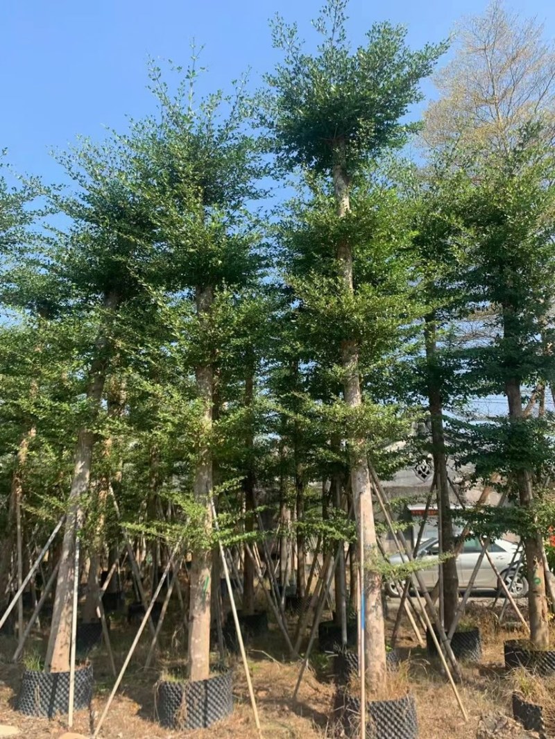 大量低价出售小叶榄仁树12-15分，货靓价低各种规格齐全