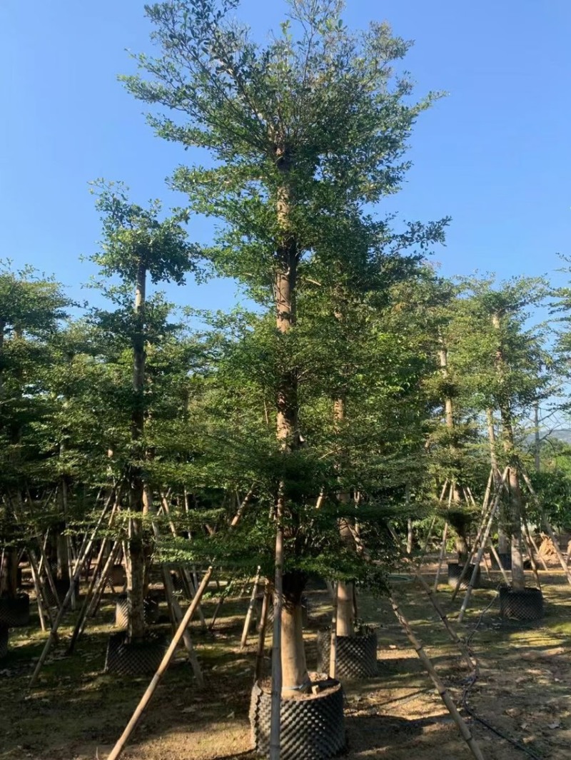 大量低价出售小叶榄仁树12-15分，货靓价低各种规格齐全