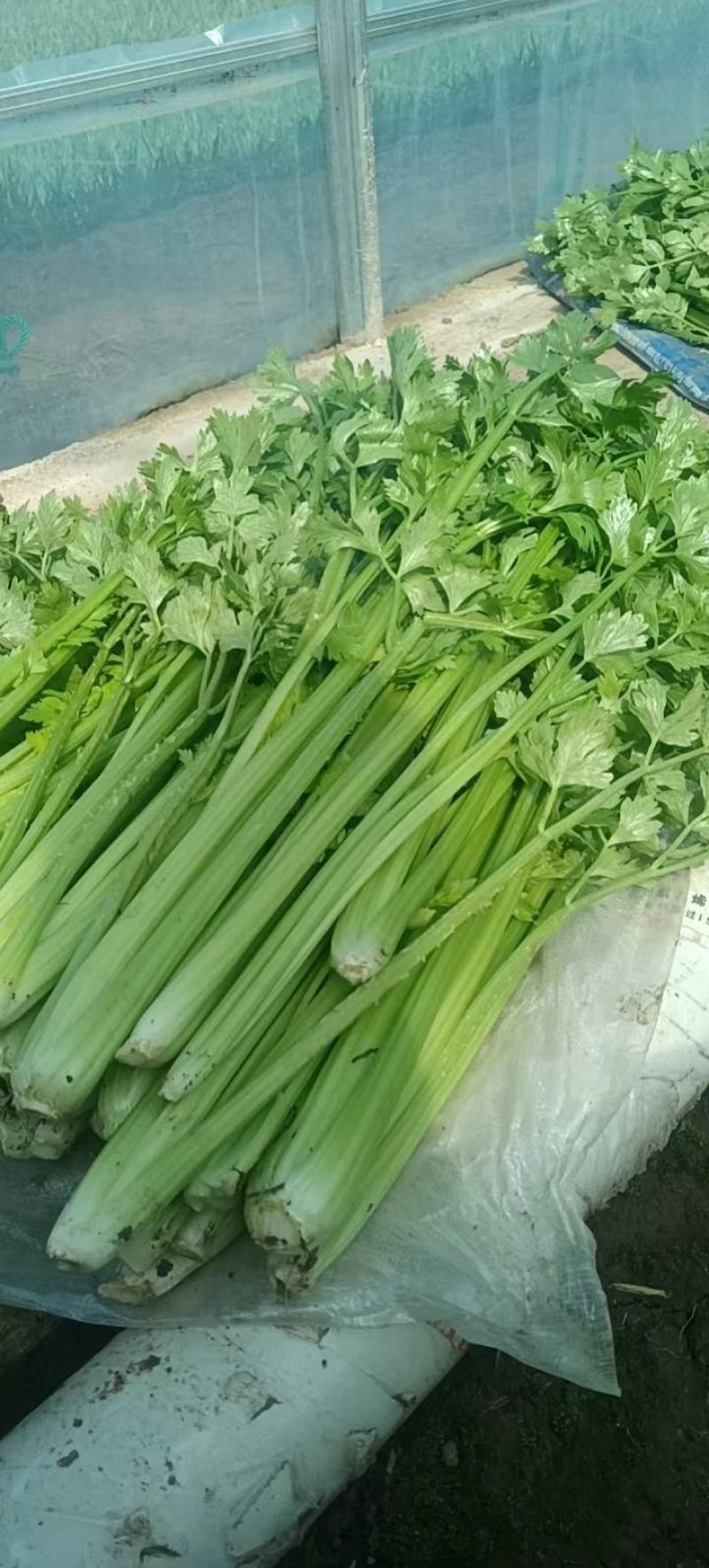 河南芹菜，精品大棚西芹，视频看货，线上保障交易。