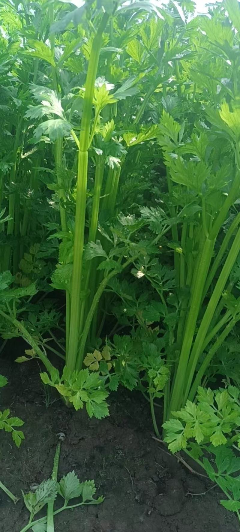 河南芹菜，精品大棚西芹，视频看货，线上保障交易。