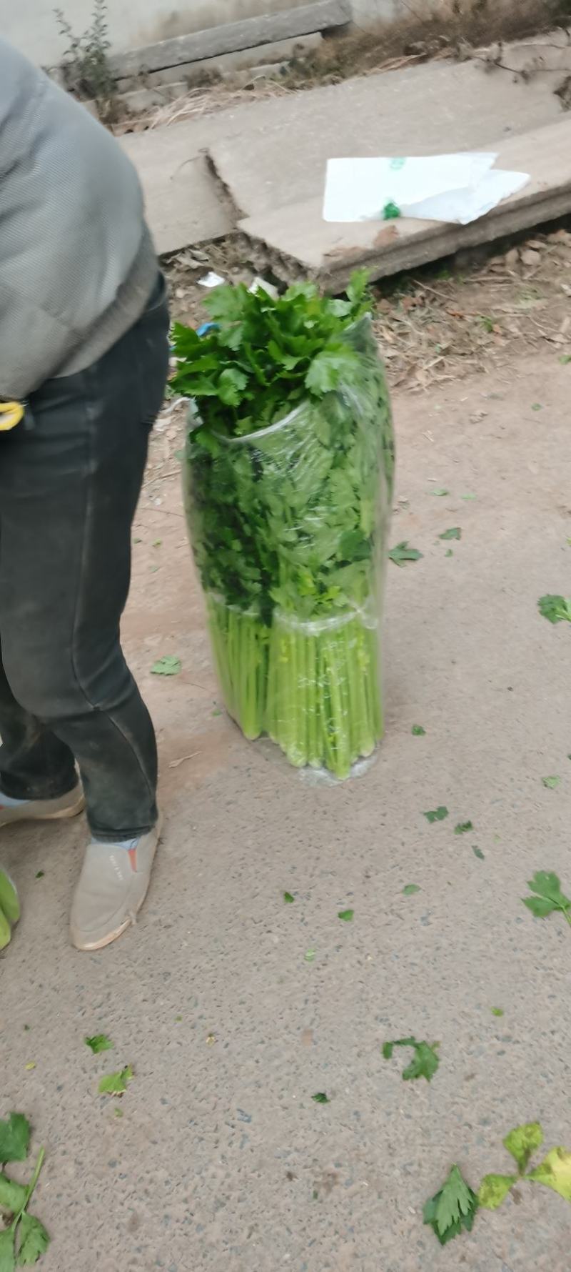 河南芹菜，精品大棚西芹，视频看货，线上保障交易。