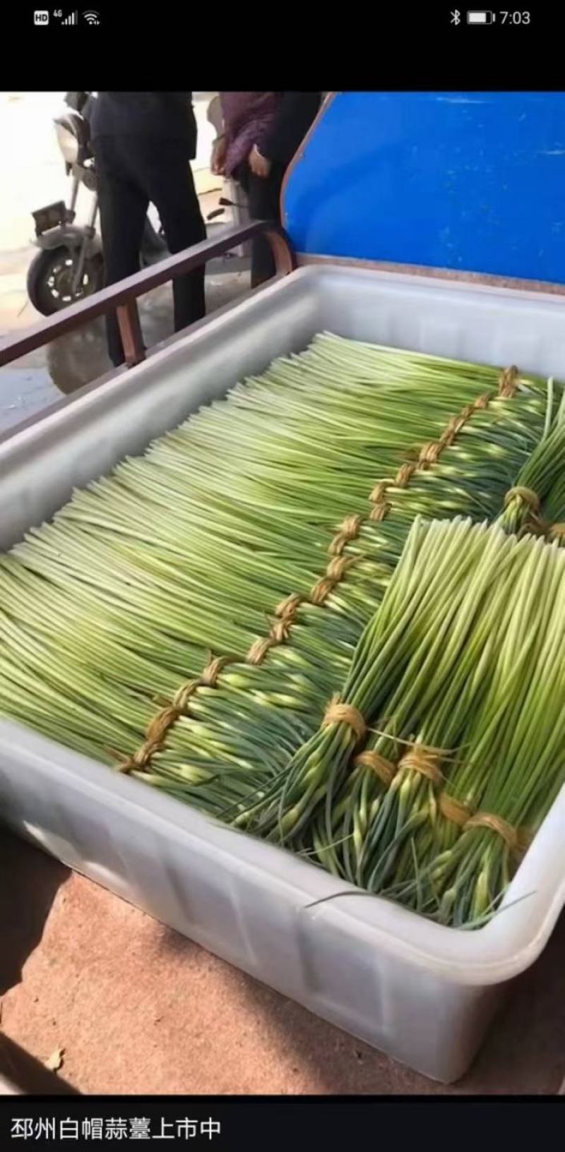 蒜薹，