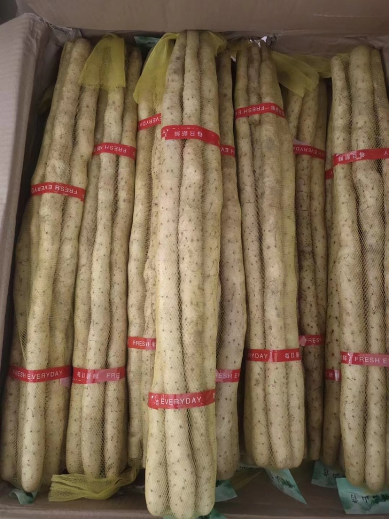 小白嘴双棒产地长年供应小白嘴山药散货箱货精品网袋
