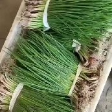 供应小葱分葱朵葱大量上市。对接超市‘电商加工厂