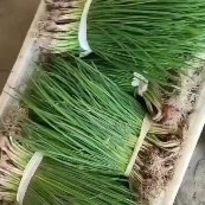 供应小葱分葱朵葱大量上市。对接超市‘电商加工厂