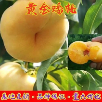 黄金蟠桃树苗、口感及甜，个头大、扁圆形、产量高