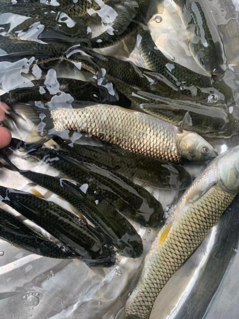 出售草鱼苗身长规格齐全打两次针抵抗力强