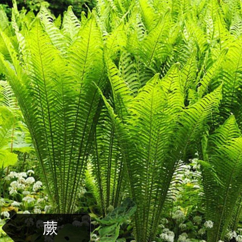 蕨类，荚果蕨，铁线蕨，掌叶蕨，盆栽，庭院绿化耐寒
