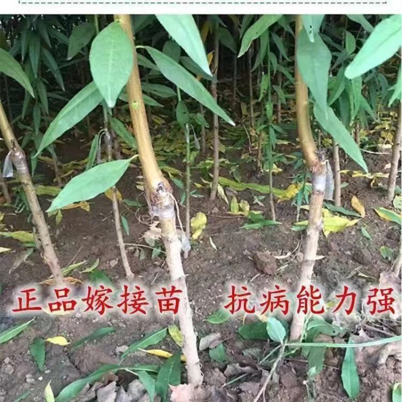 黄金蟠桃树苗、口感及甜、个头大，性状扁圆形