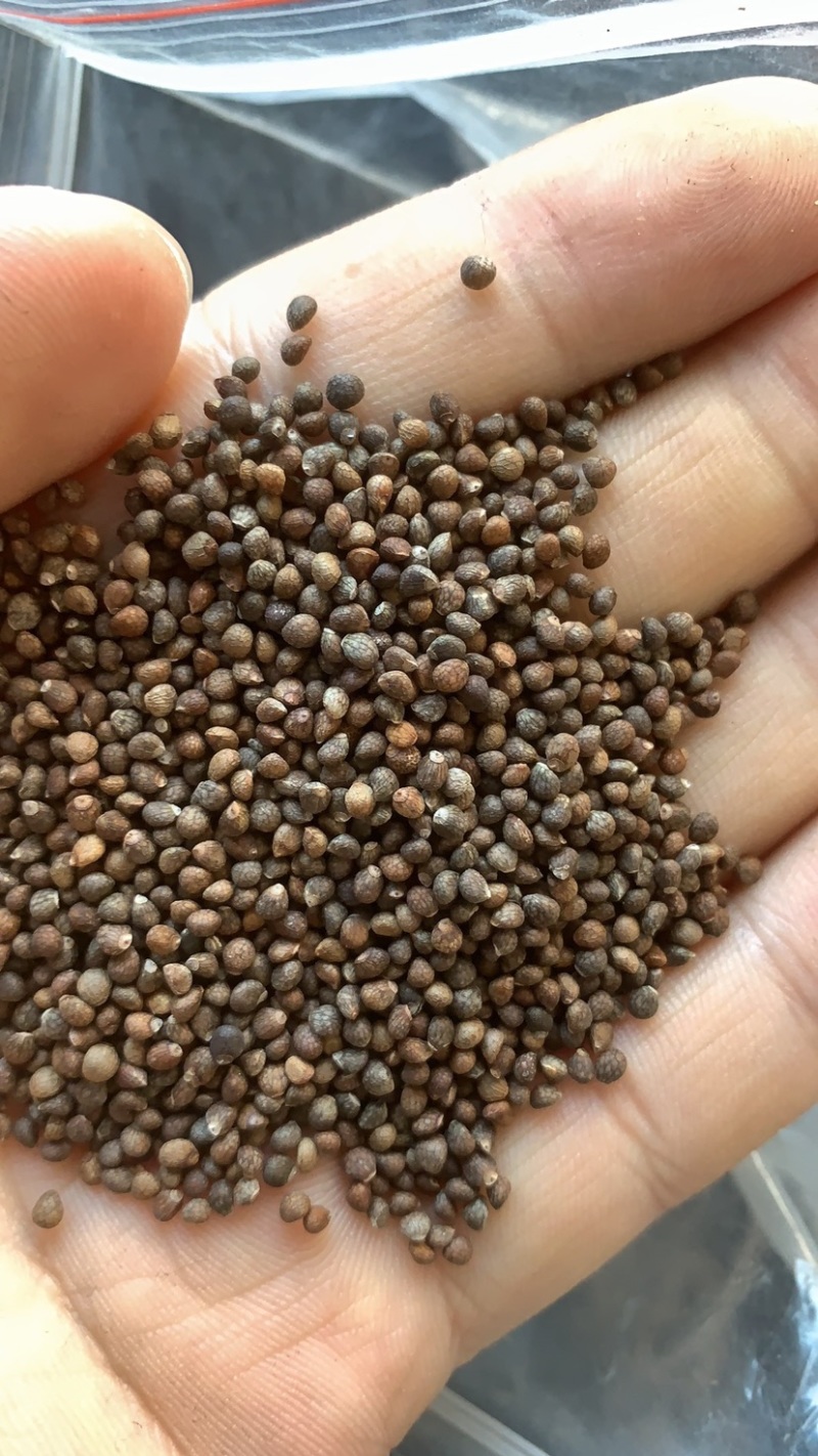 油苏籽，药食两用，量大从优，支持电商采购，含量符合药典