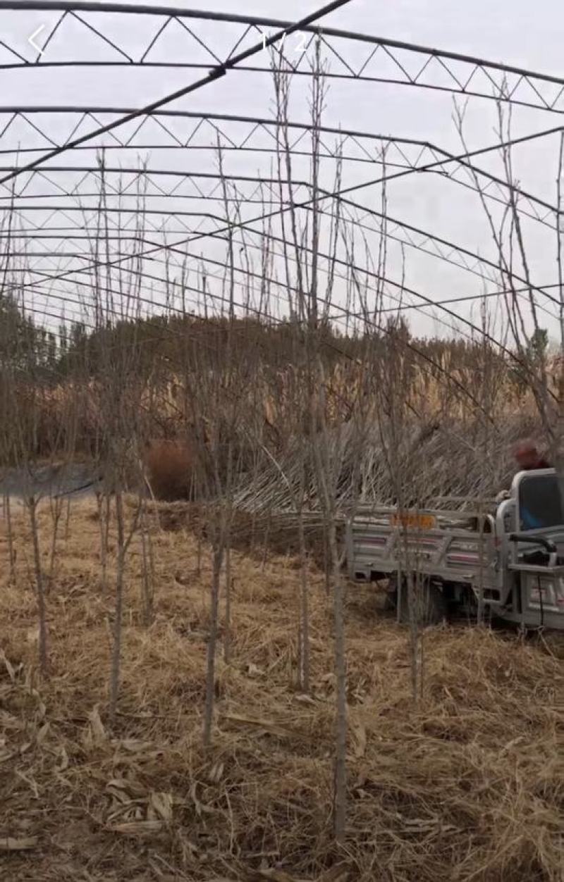 木槿树