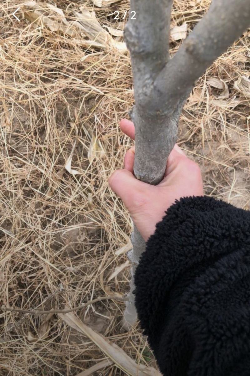 木槿树
