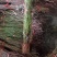 阳山水蜜桃、薄皮多汁、软甜可口，多汁产量、包技术指导