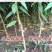 阳山水蜜桃、薄皮多汁、软甜可口，多汁产量、包技术指导