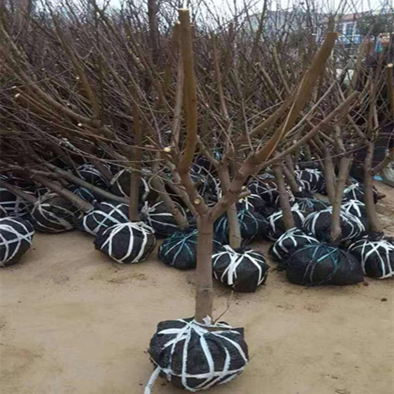 阳山水蜜桃、薄皮多汁、软甜可口，多汁产量、包技术指导