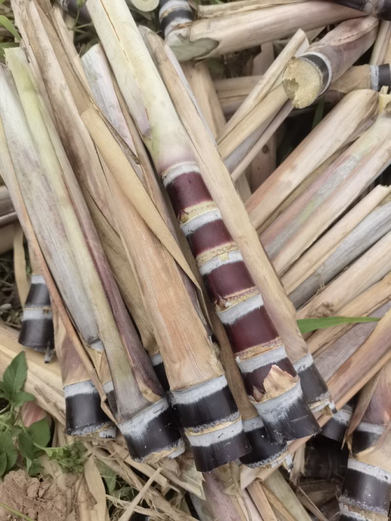 黑皮甘蔗种苗，5—8个芽，发芽率高，预购种苗免费指导种植