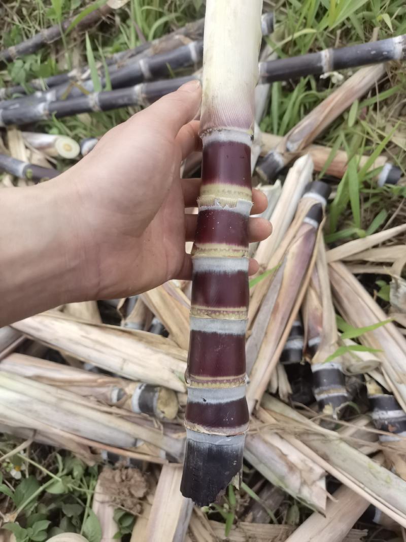 黑皮甘蔗种苗，5—8个芽，发芽率高，预购种苗免费指导种植