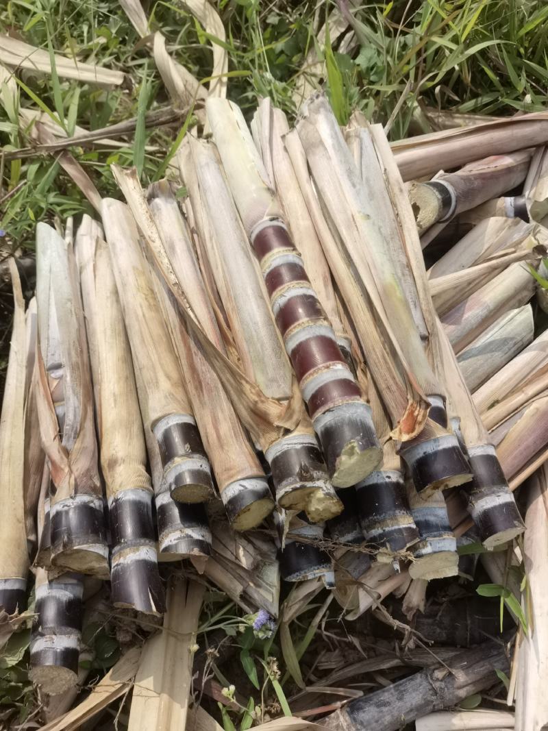 黑皮甘蔗种苗，5—8个芽，发芽率高，预购种苗免费指导种植