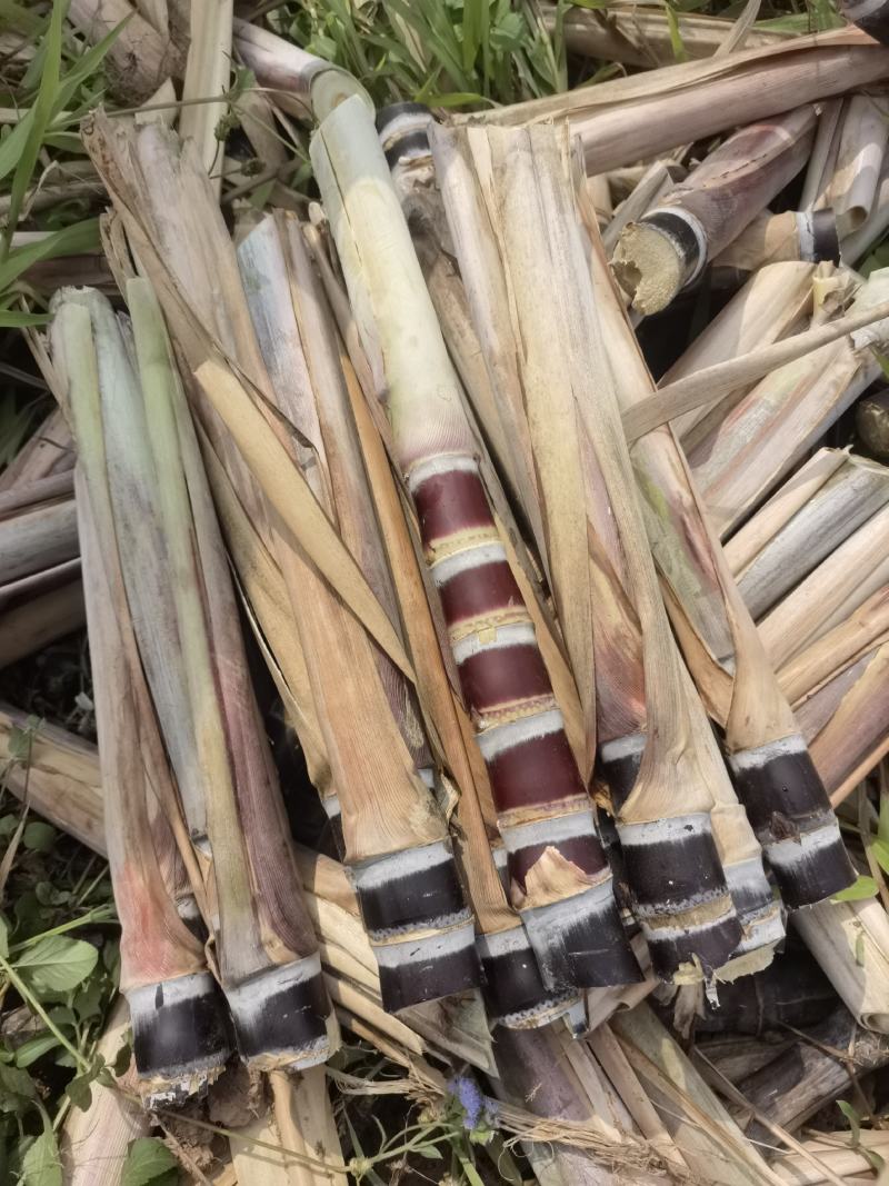 黑皮甘蔗种苗，5—8个芽，发芽率高，预购种苗免费指导种植