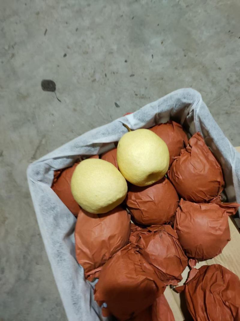 隰县酥梨