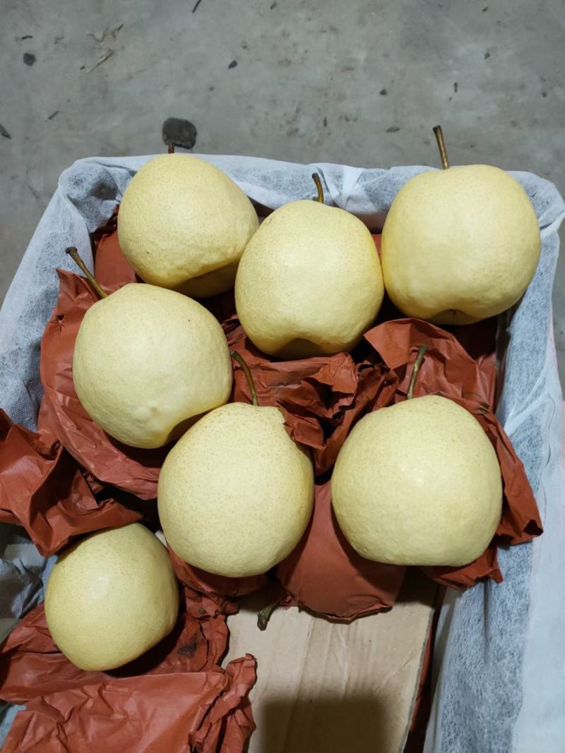 隰县酥梨
