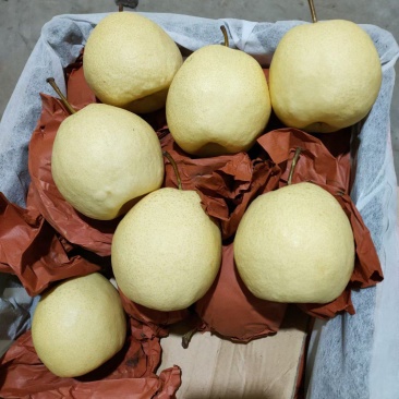 隰县酥梨