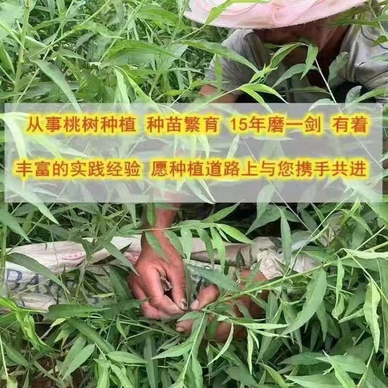 沂蒙霜红桃树、个头大，晚熟品种，抗冻、口感脆甜