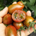 【一手货源】全国发货迷彩小番茄圣女果千禧樱桃番茄均可供应