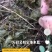 大量批发地皮菜地衣雷公菜地曲莲炒鸡蛋精品人工挑选保证大片