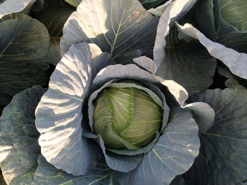 【推荐】湖北精品扁包菜大量上市量大从优价格便宜