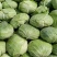 【推荐】湖北精品扁包菜大量上市量大从优价格便宜