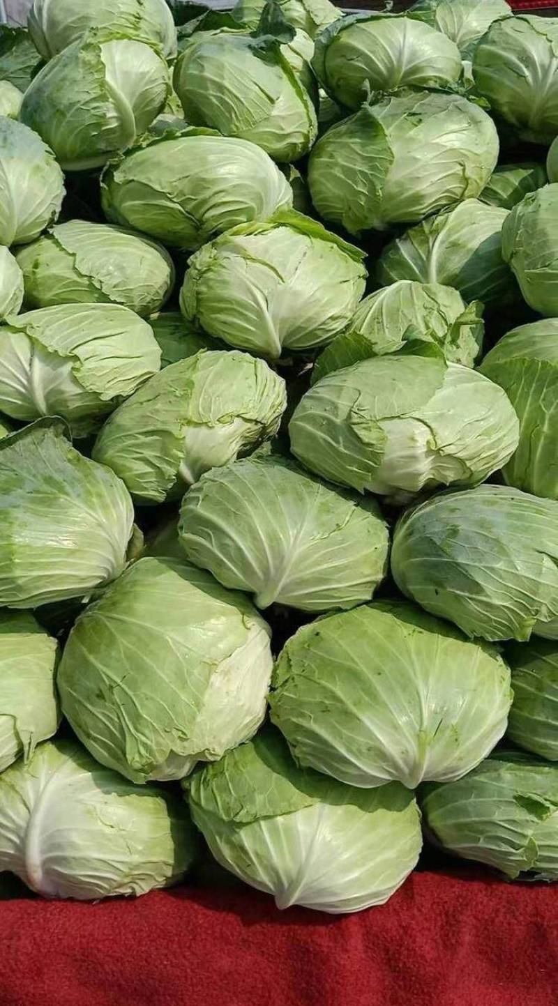【推荐】湖北精品扁包菜大量上市量大从优价格便宜