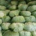 【推荐】湖北精品扁包菜大量上市量大从优价格便宜