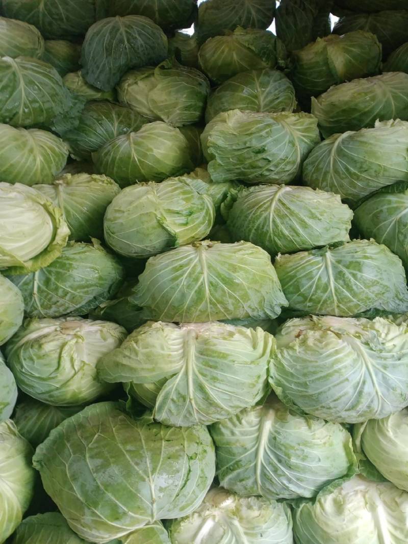【推荐】湖北精品扁包菜大量上市量大从优价格便宜
