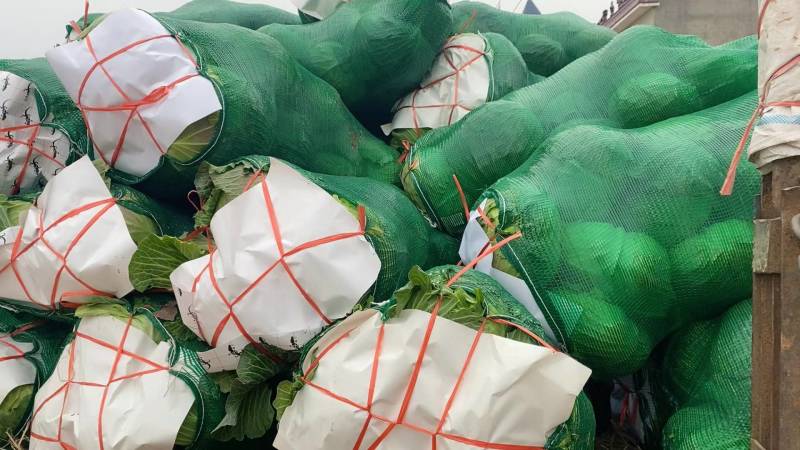 【推荐】湖北精品扁包菜大量上市量大从优价格便宜