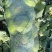 【推荐】湖北精品扁包菜大量上市量大从优价格便宜