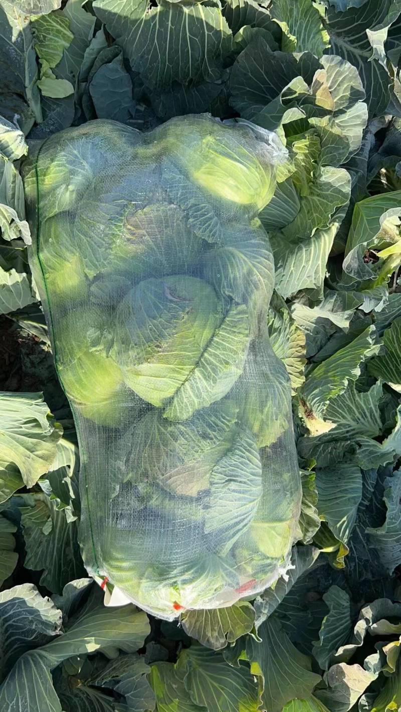 【推荐】湖北精品扁包菜大量上市量大从优价格便宜