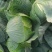 【推荐】湖北精品扁包菜大量上市量大从优价格便宜